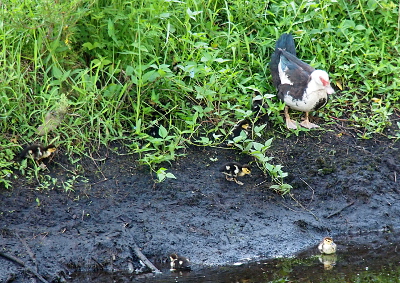 [A female Muscovy duck watches near the water's edge as her little ones forage for food. The yellow and brown of the ones on the dirt and in the water are easily seen in the image. The ones in the green vegetation are harder to distinguish.]